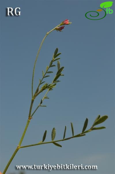 Datça-Muğla