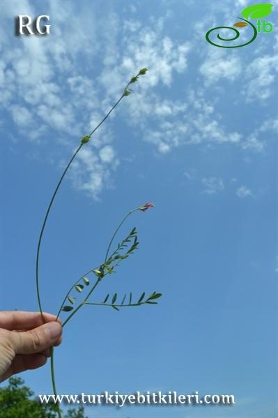 Datça-Muğla