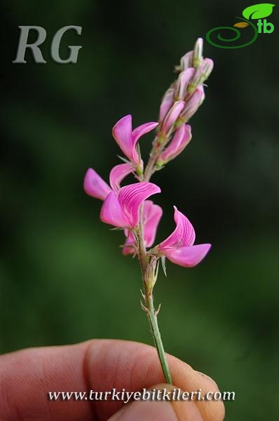 var oxydonta-Gerede-Bolu