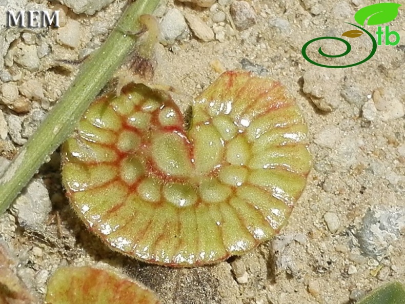 Kapadokya
