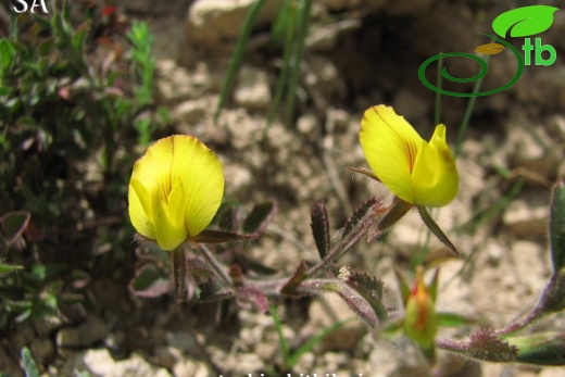 var. stenophylla