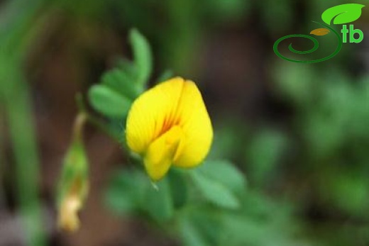 var adenotricha-Yozgat