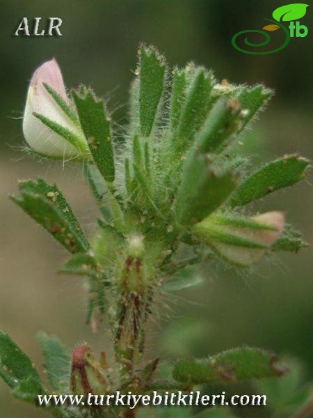 subsp. reclinata-İtalya