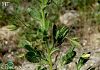 subsp. breviflora-İstanbul