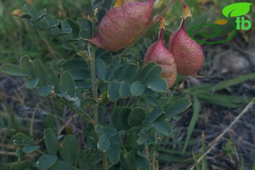 Kayseri