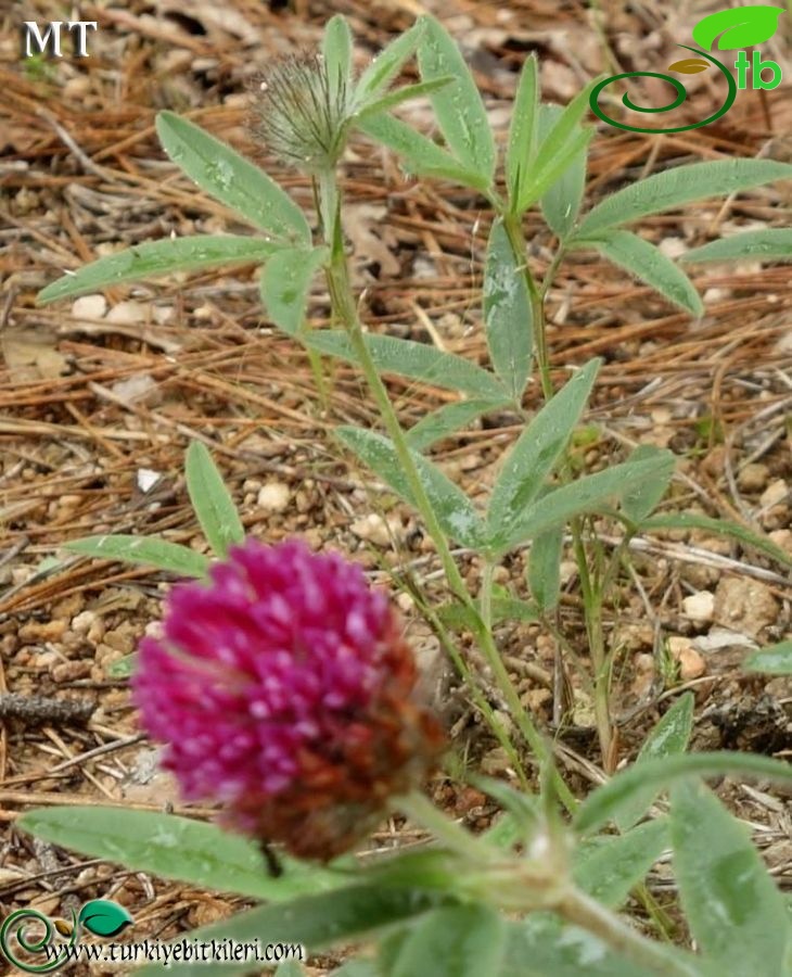 var. alpestre-Trakya