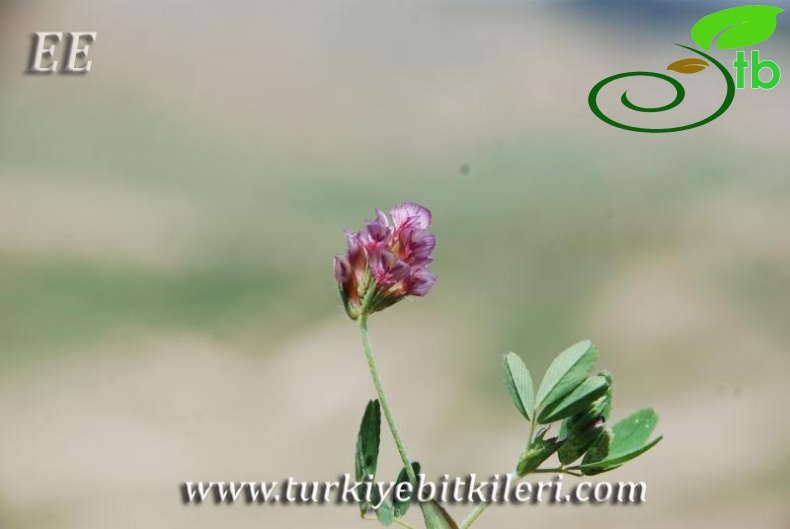 Mardin