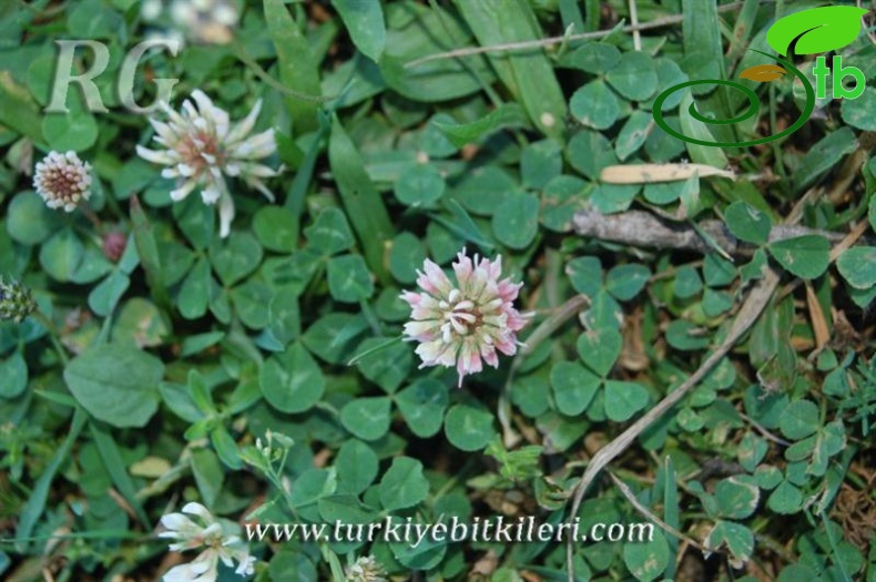 var. anatolicum-Gerede-Bolu