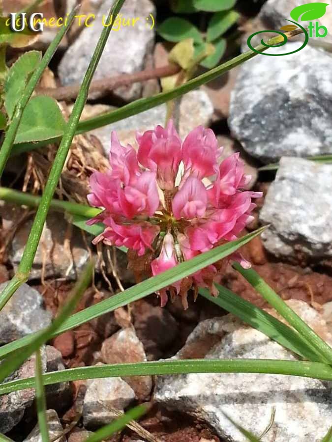 var. anatolicum-Mersin