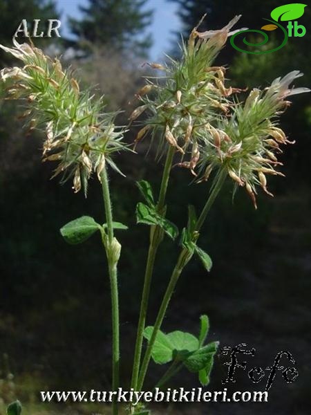 subsp. molinerii-İtalya
