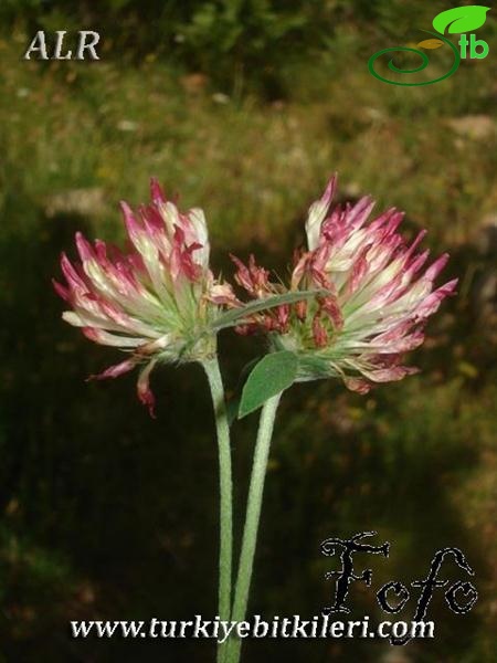 var. roseum-İtalya