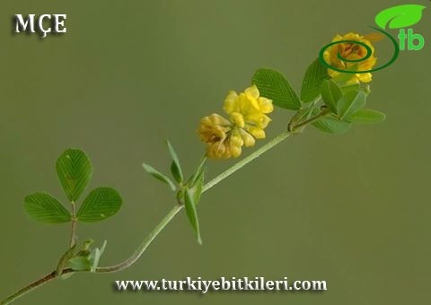 Osmaniye