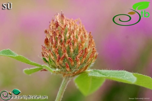 var. pratense-Uludağ-Bursa