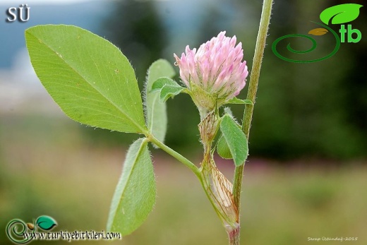 var. pratense-Uludağ-Bursa