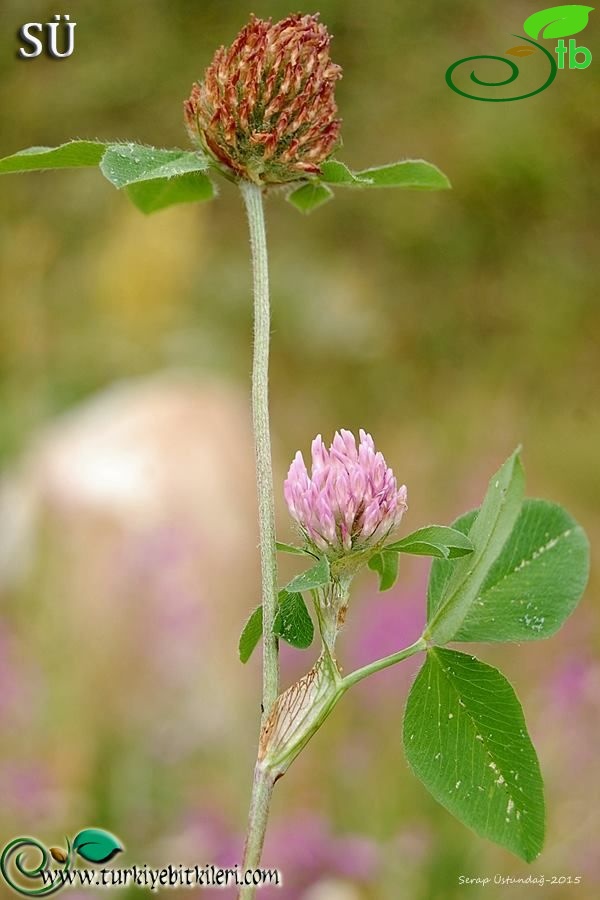 var. pratense-Uludağ-Bursa