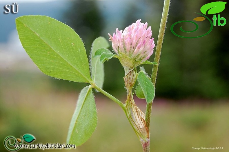 var. pratense-Uludağ-Bursa