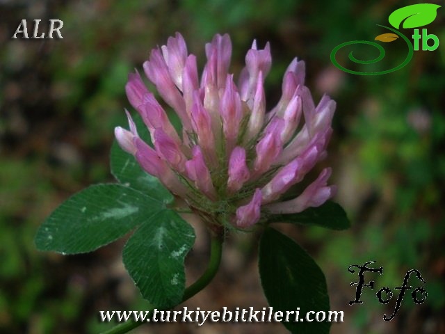 var. pratense-İtalya