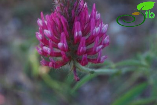 var purpureum-Silifke-Mersin