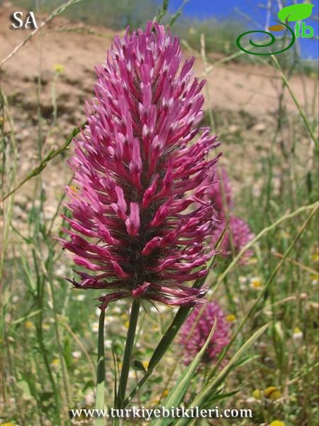 var. purpureum