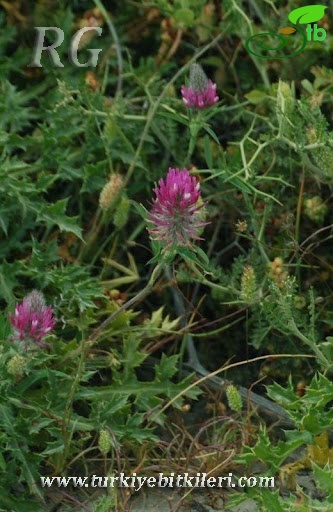 var. purpureum-Silifke-Mersin