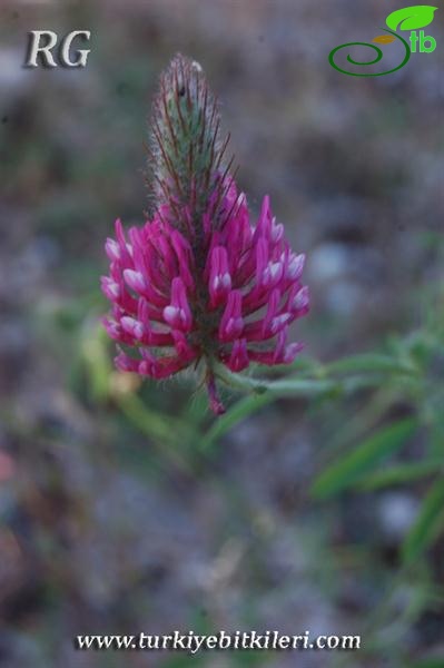 var purpureum-Silifke-Mersin