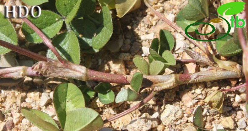 var biasolettii-İzmit