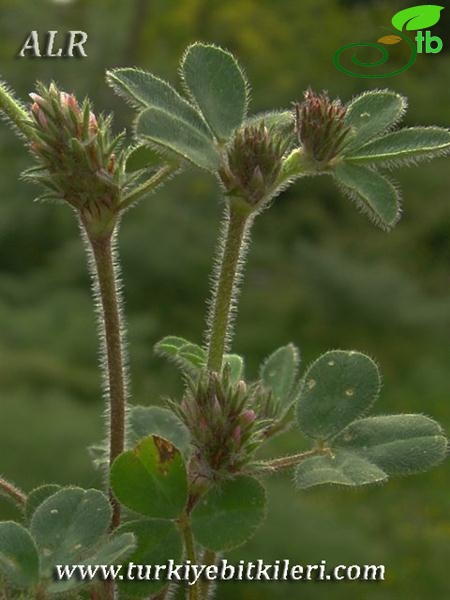 subsp. lucanicum-İtalya