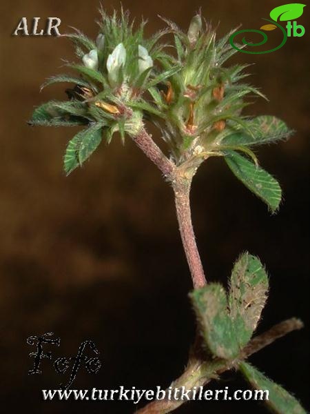 subsp. scabrum-İtalya