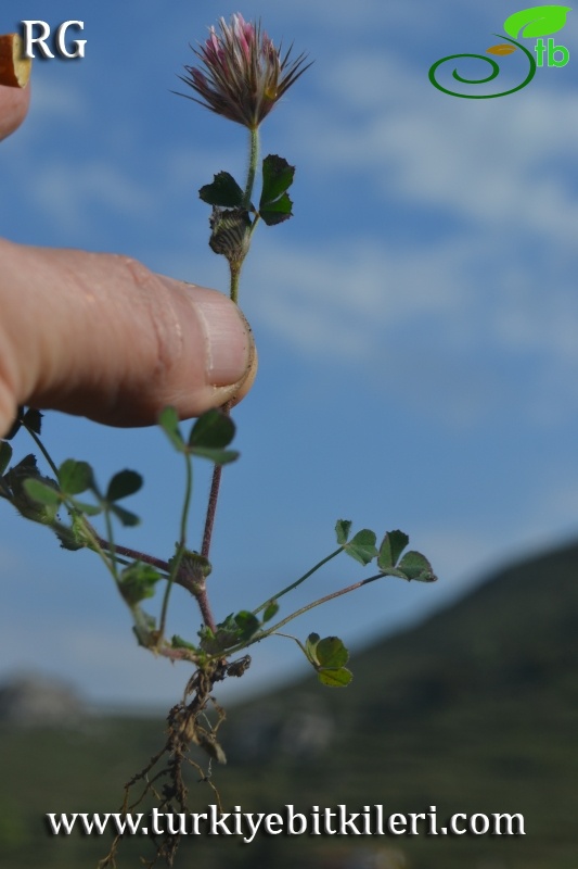 var stellatum-Datça-Muğla