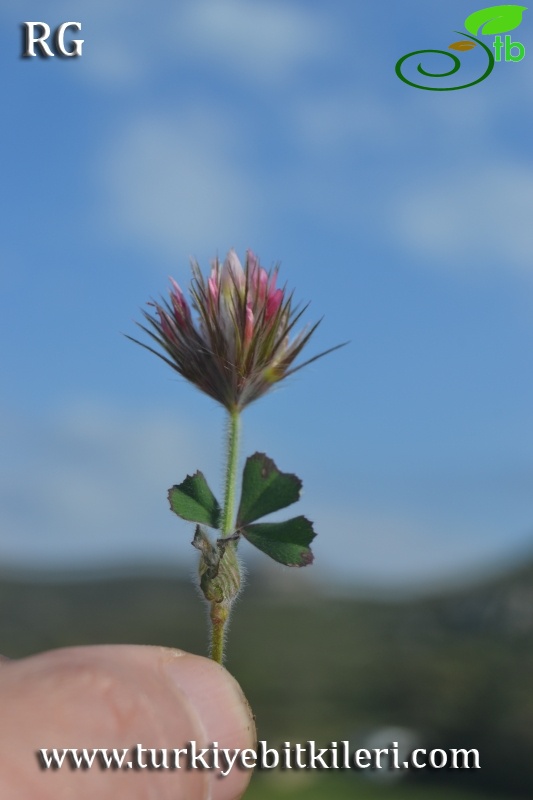 var stellatum-Datça-Muğla