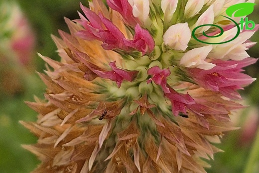 var. rumelicum Edirne
