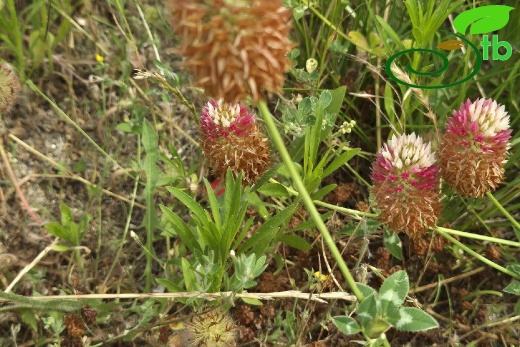 var. rumelicum Edirne