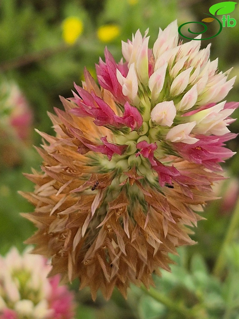 var. rumelicum Edirne