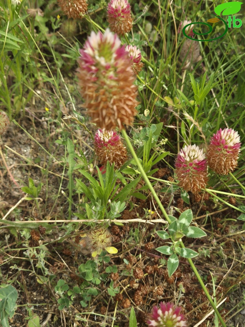 var. rumelicum Edirne