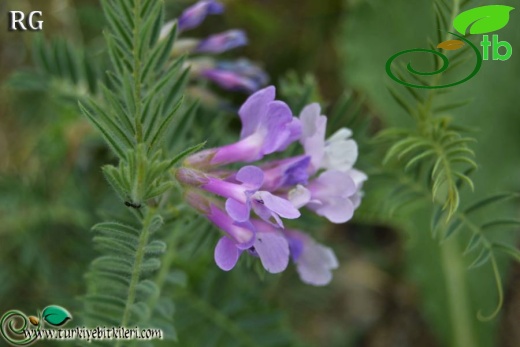 ssp variegata-İspir-Erzurum