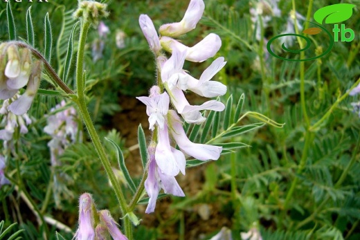 subsp. variegata - Erzincan