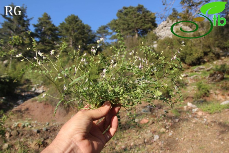 Sandras dağı-Köyceğiz