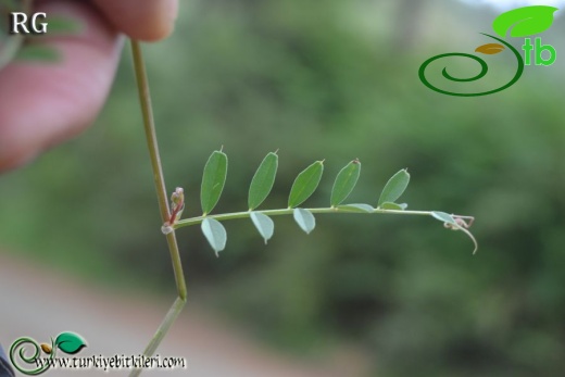 var grandiflora-Marmaris-Muğla