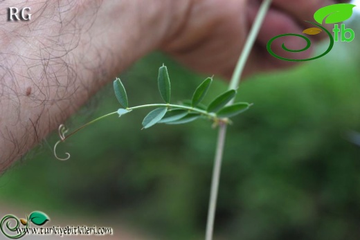 var grandiflora-Marmaris-Muğla