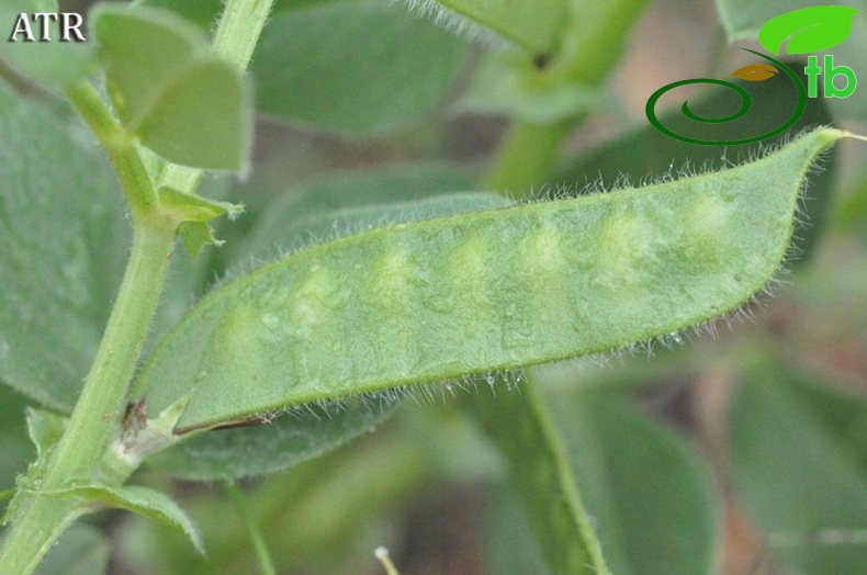 var. narbonensis-Alanya