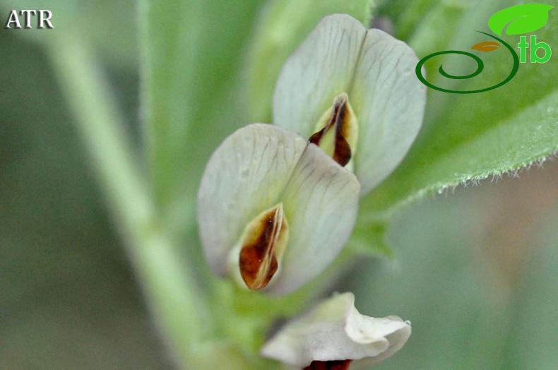 var. narbonensis-Alanya