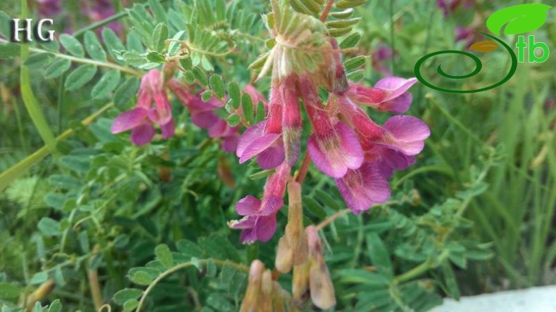 ssp purpurascens