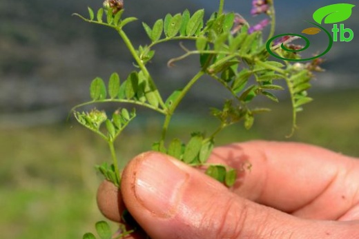 ssp microphylla-Datça-Muğla