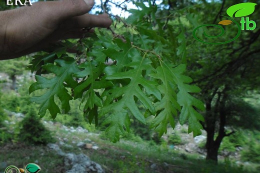 Amanos dağları-Hatay