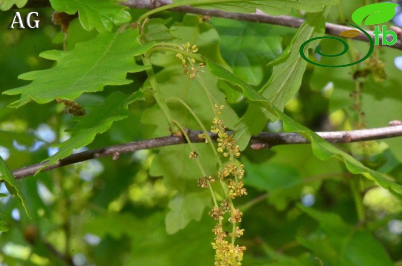 Samsun-Erkek çiçek