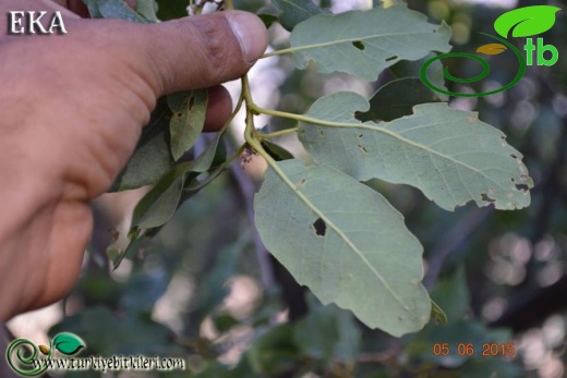 subsp. boissieri-Hatay