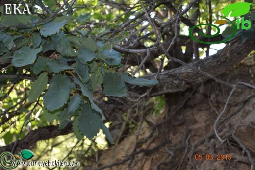 subsp. boissieri-Hatay