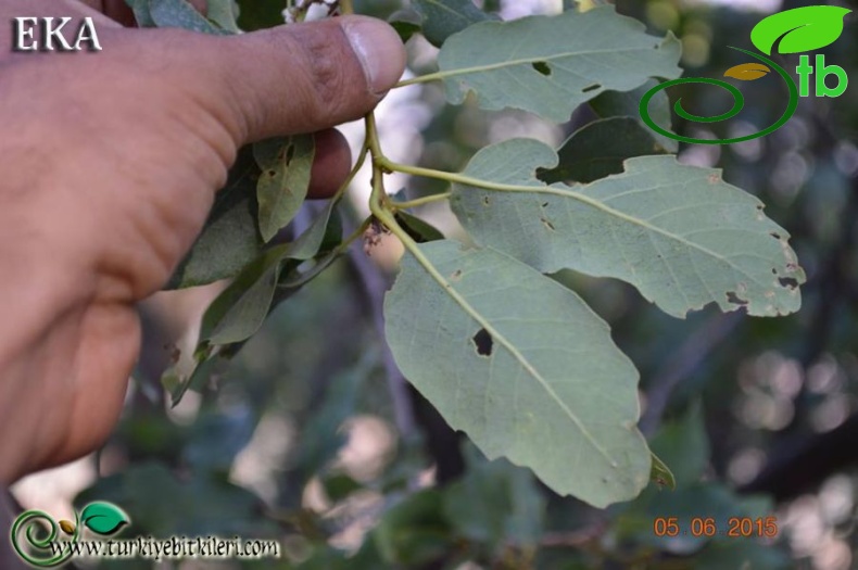 subsp. boissieri-Hatay