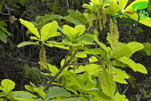 Male flowers-Bayburt