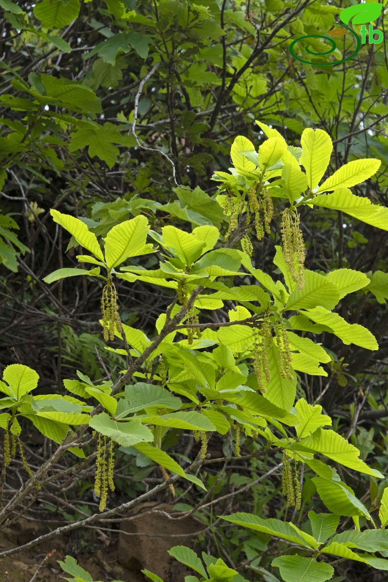 Male flowers-Bayburt
